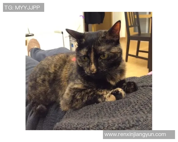 足球明星与猫的缘分揭秘哪位球星是猫咪的忠实粉丝